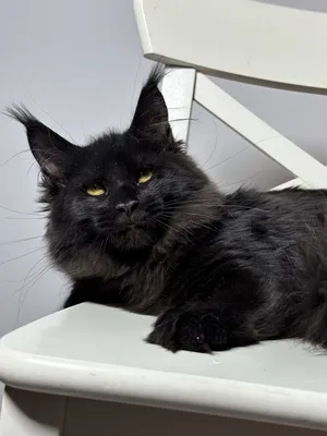 Котенок мейн-кун