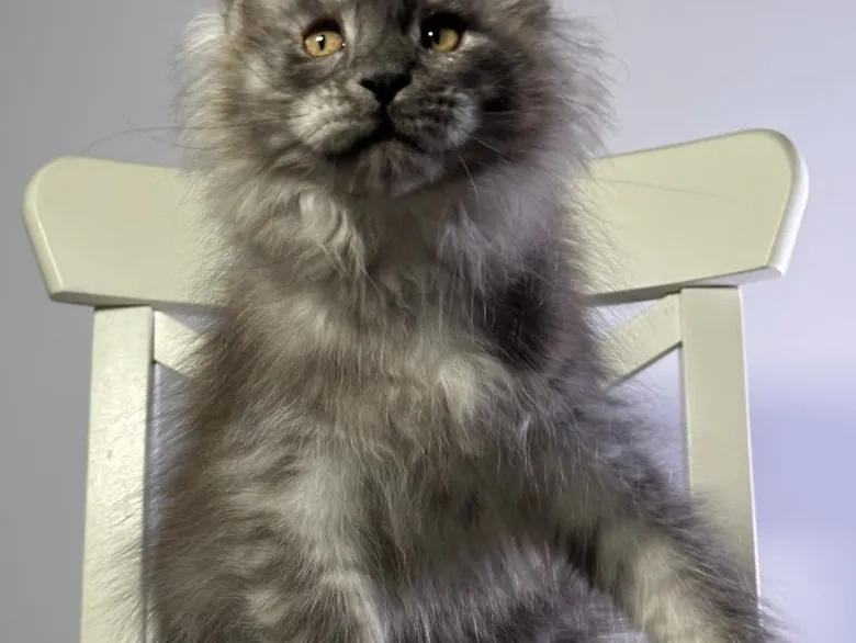 Котенок мейн-кун Черный дым MCO ns  Мальчик