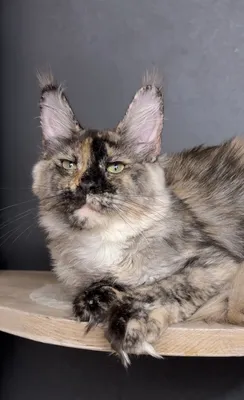 Котенок мейн-кун