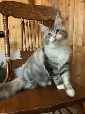 Котенок мейн-кун