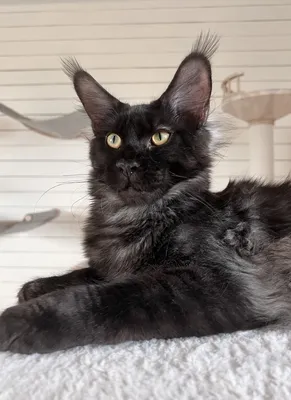 Котенок мейн-кун