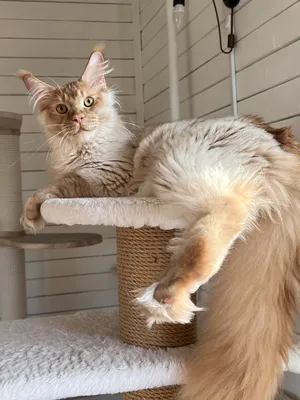 Котенок мейн-кун