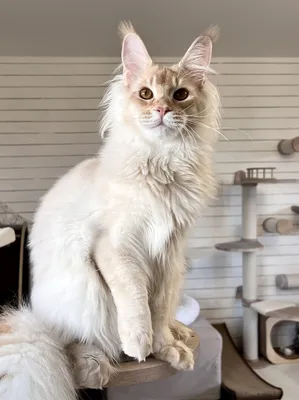 Котенок мейн-кун