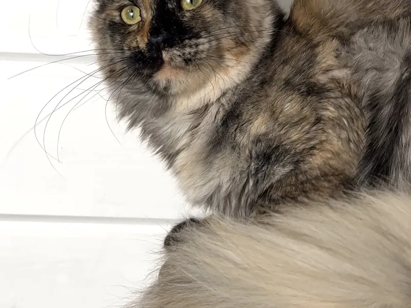 Котенок мейн-кун Черепаховый дым MCO fs  Девочка