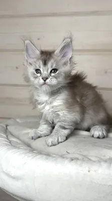 Maine Coon kitten