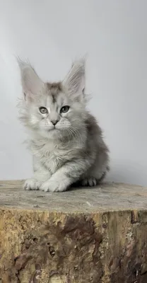 Maine Coon kitten
