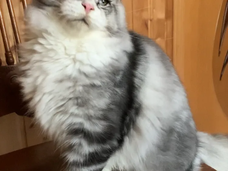 Котенок мейн-кун Черный белые пятна на лапках и/или груди MCO ns 22 09 Мальчик