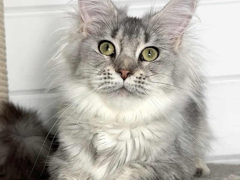 Котенок мейн-кун Черный тикированный на  серебре MCO ns 25 Девочка