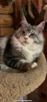 Котенок мейн-кун