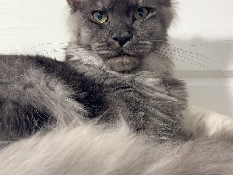 Котенок мейн-кун Черный дым MCO ns  Девочка