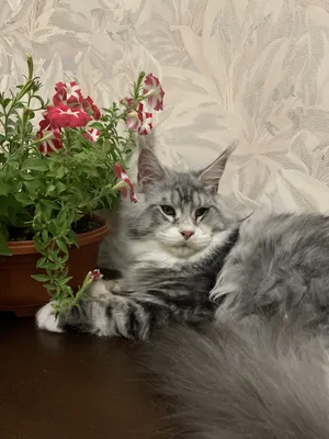 Котенок мейн-кун