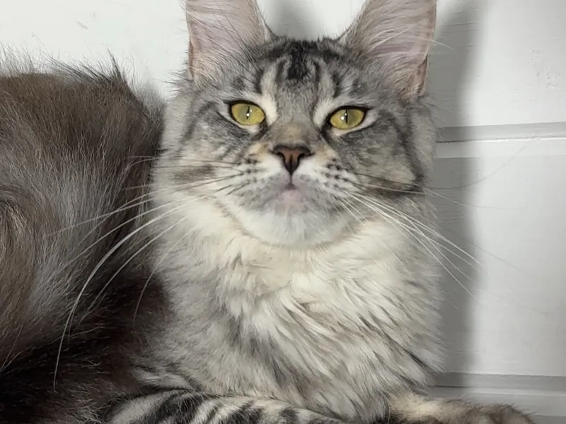 Котенок мейн-кун Черный серебрянный тигровый MCO ns 23 Девочка