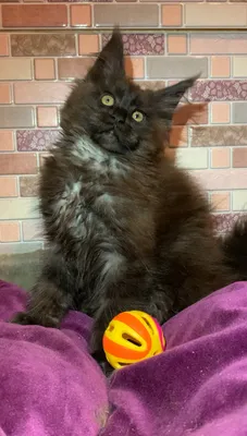 Maine Coon kitten