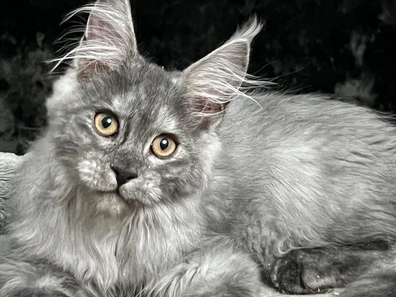 Котенок мейн-кун Черный дым MCO ns  Мальчик