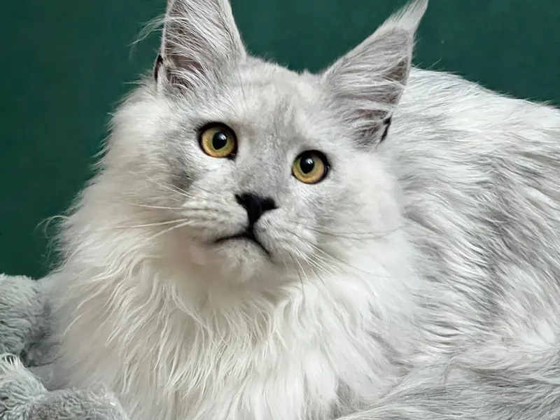 Maine Coon kitten Голубой дым MCO as  Boy