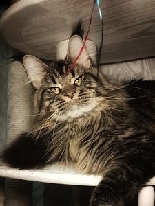 Maine Coon kitten Черный тигровый MCO n 23 Boy - photo 1