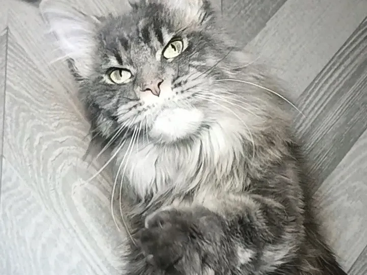 Котенок мейн-кун Голубой серебрянный мраморный MCO as 22 Мальчик