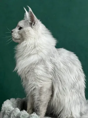 Котенок мейн-кун